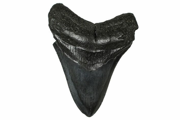 Fossil Megalodon Tooth - South Carolina #374748